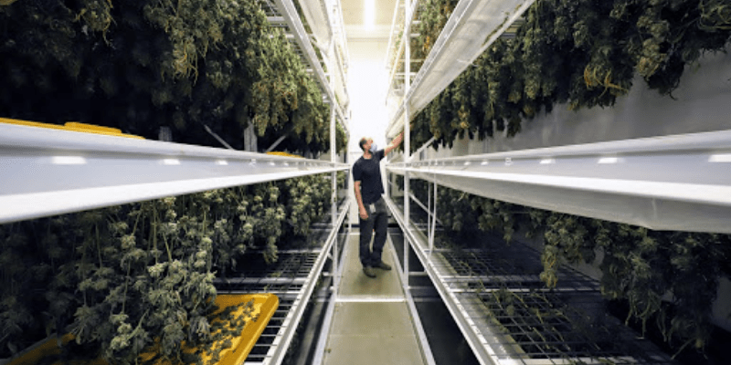 Dried Cannabis in bins