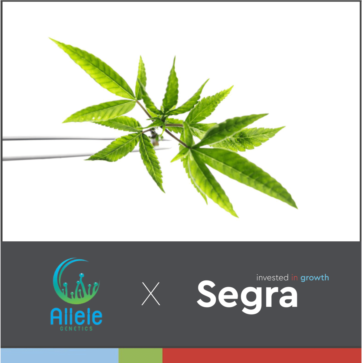 Segra Enters Agreement to Offer Allele’s Proven Cannabis Cultivar Collection Across Canada and the International Markets