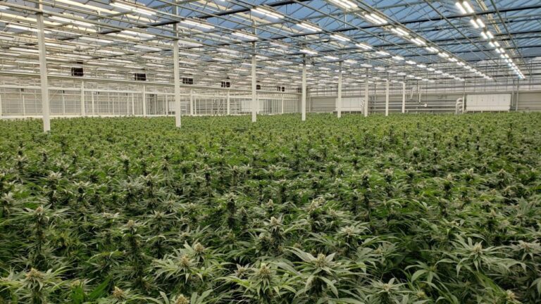A large-scale, brightly lit commercial cannabis greenhouse in New York featuring rows of healthy cannabis plants under advanced LED grow lights.