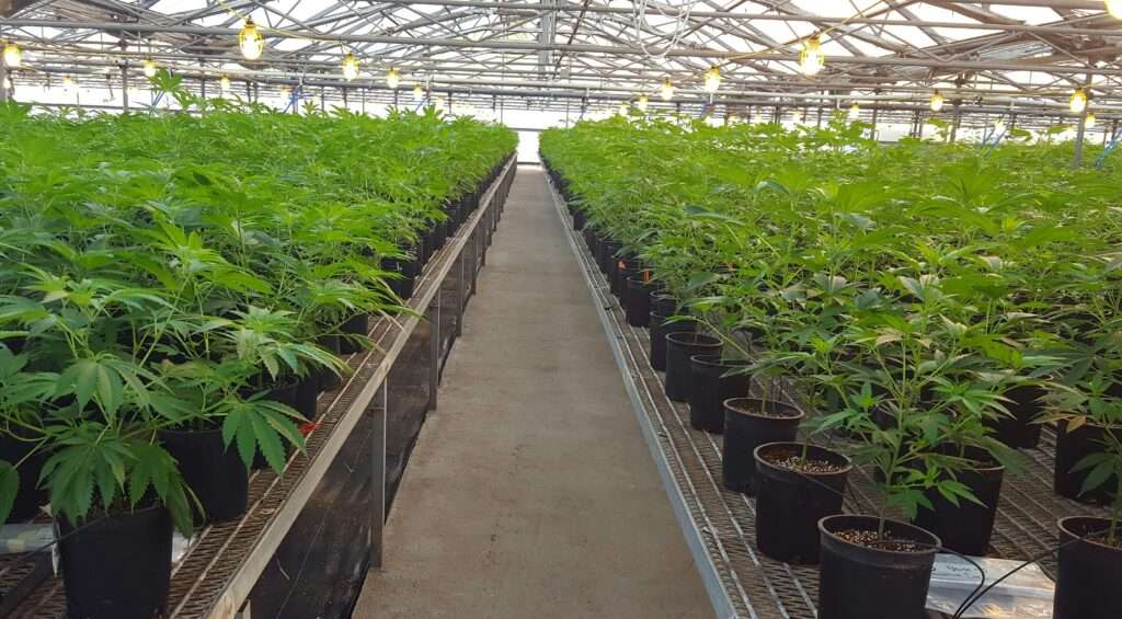 Marijuana Cultivation Commercial Greenhouse