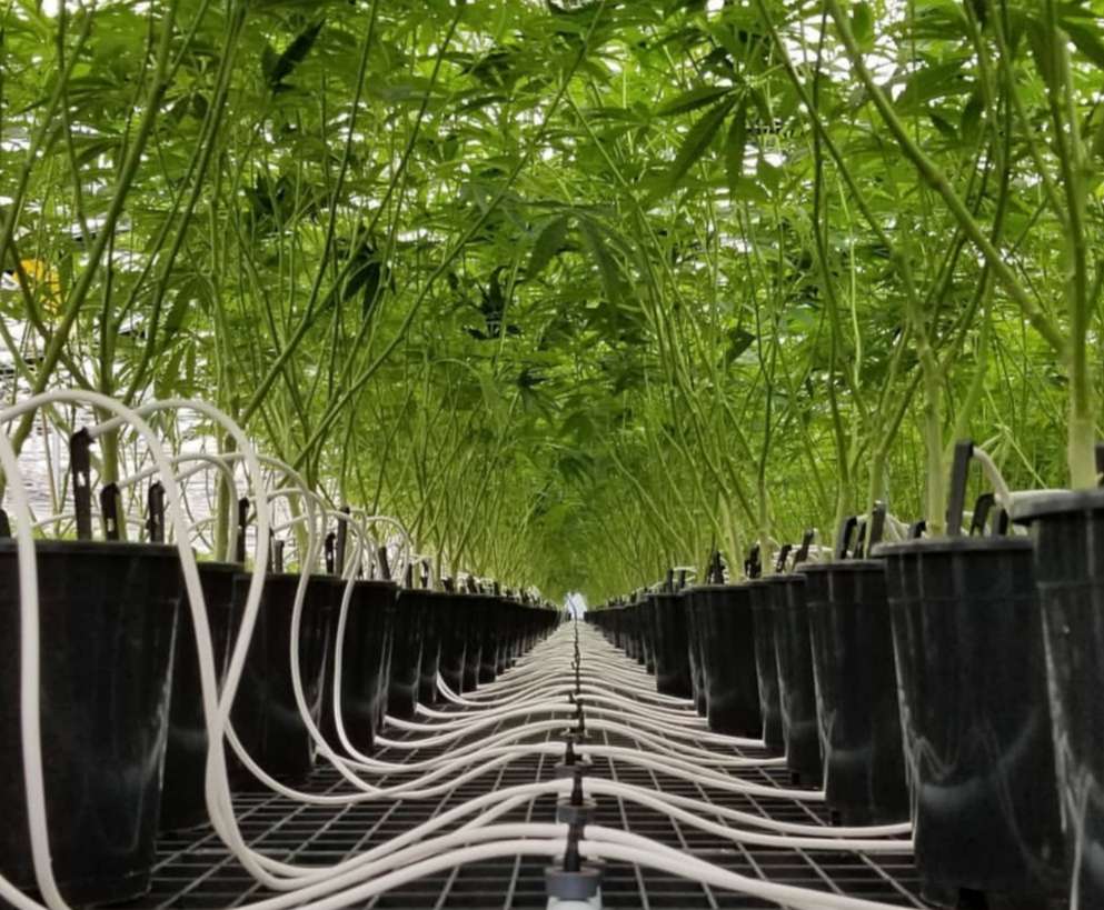 Cannabis Cultivation Irrigation