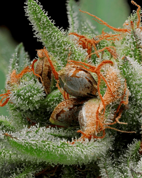 Cannabis Flower Seeded