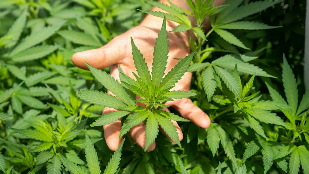 A hand holding a vibrant cannabis leaf, symbolizing expert cannabis guidance.