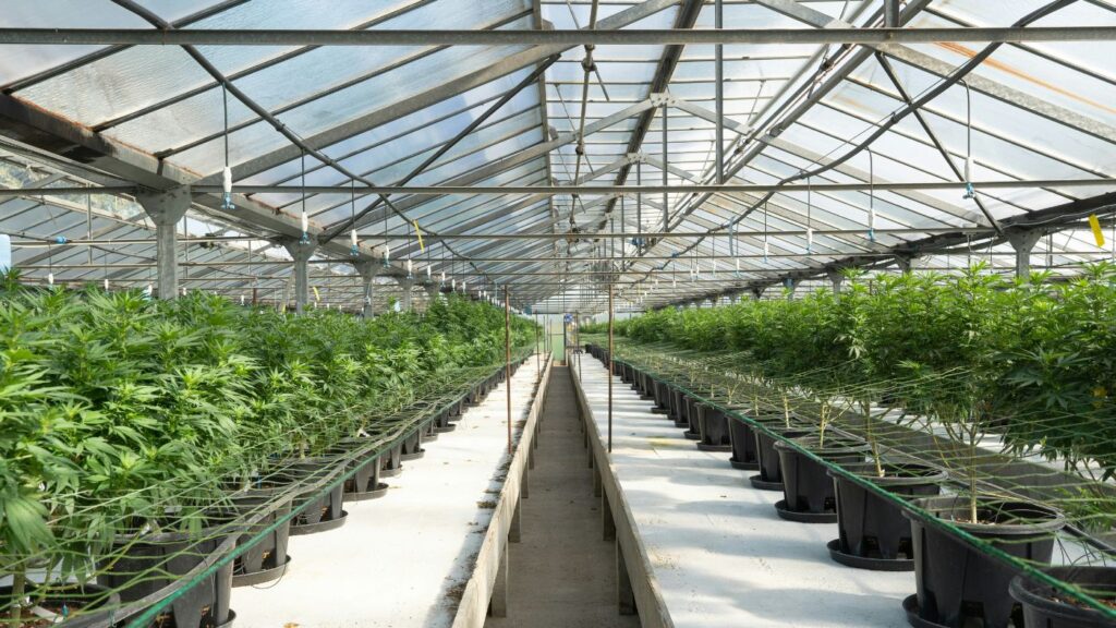 Large-scale commercial cannabis cultivation facility featuring high-tech LED lighting and automated environmental control systems.