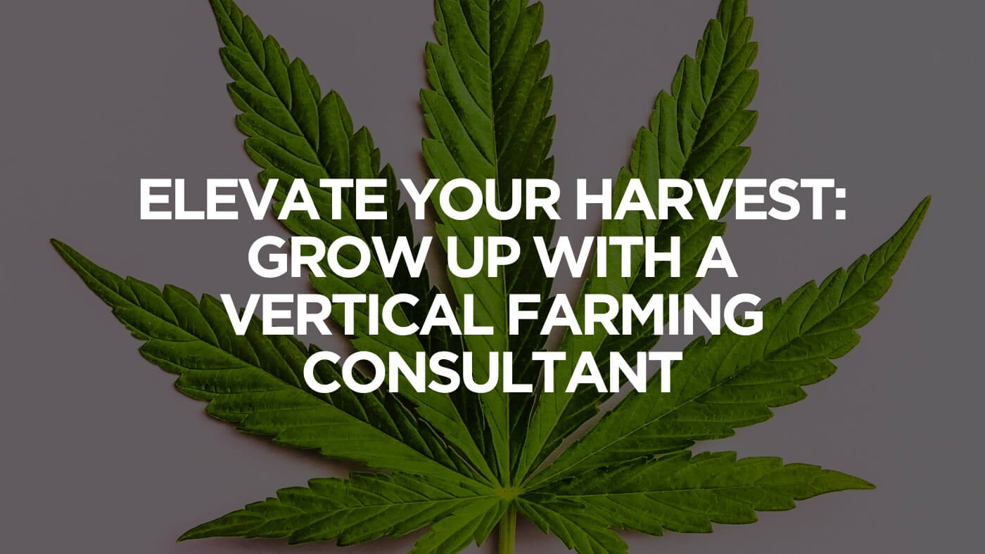 Elevate Your Harvest: Grow Up with a Vertical Farming Consultant