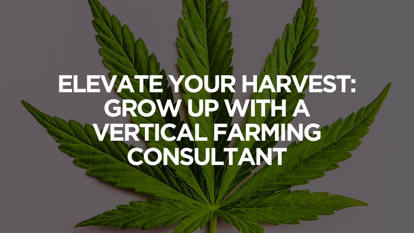 Elevate Your Harvest: Grow Up With A Vertical Farming Consultant