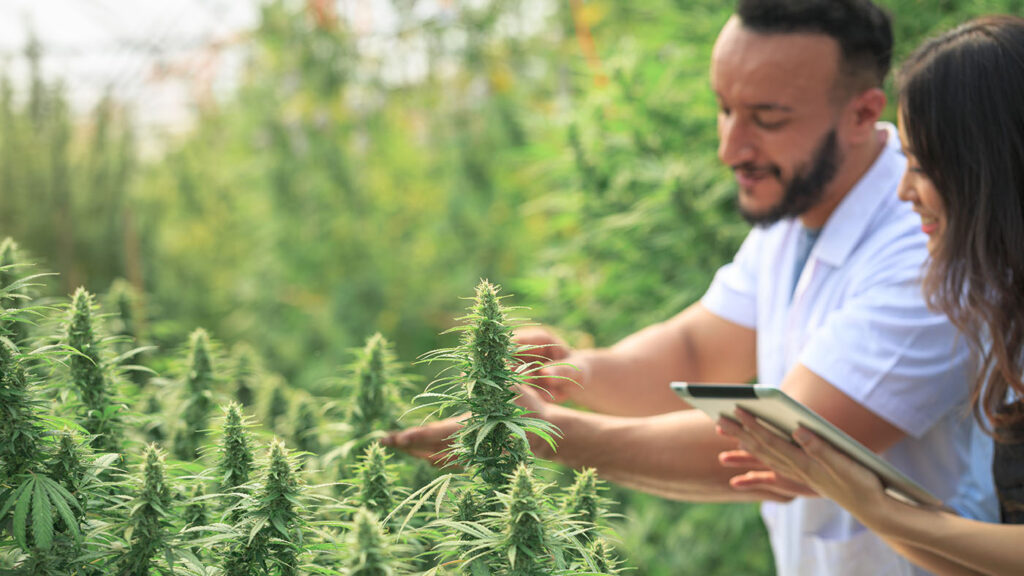 A cannabis worker carefully harvesting mature cannabis plants in a well-lit indoor cultivation facility.