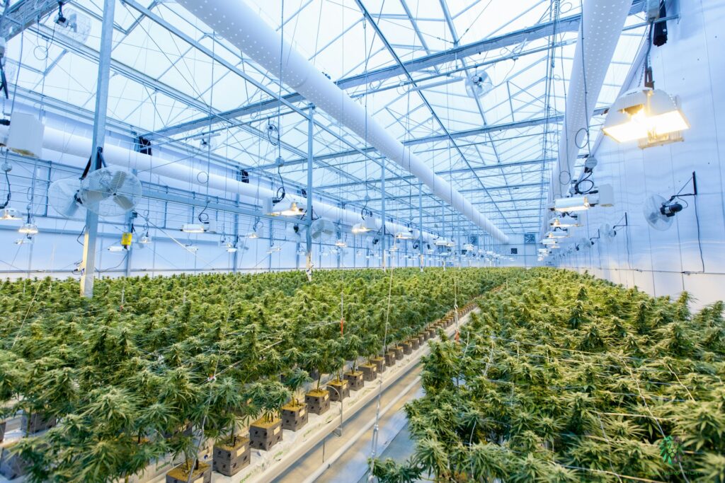 A clean, brightly lit indoor greenhouse showcasing rows of vibrant, healthy cannabis plants under modern grow lights, emphasizing precision and care in cultivation.