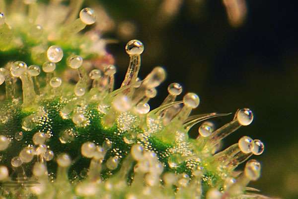 Macro Trichomes