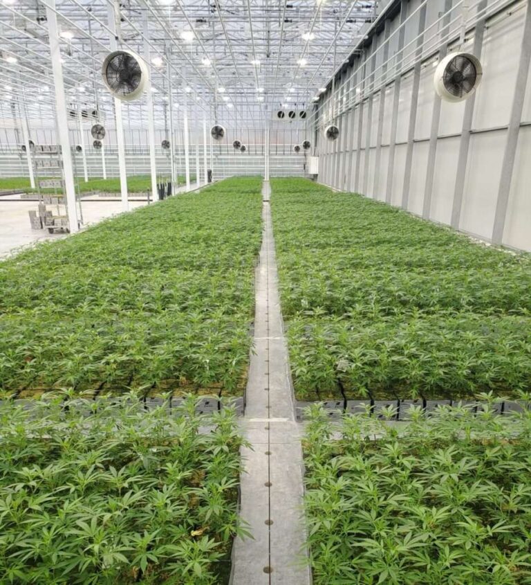 Sustainability Measures To Consider For Your Cannabis Cultivation Facility Design