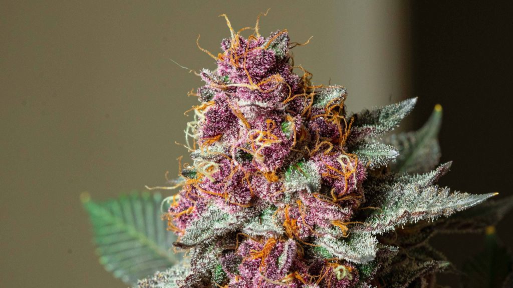 A blooming cannabis flower thrives under advanced LED grow lights, showcasing innovation in cannabis cultivation and the power of optimized cannabis grow lighting.