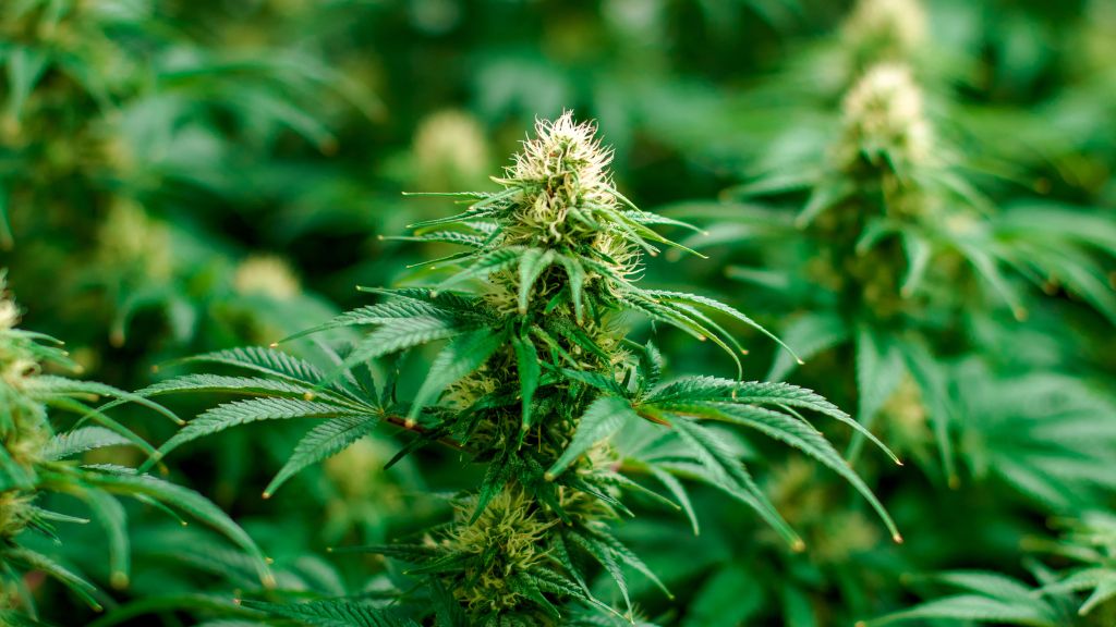 Healthy vibrant cannabis flowers symbolize the importance of hiring a skilled master grower and consulting with a cannabis consultant for expert cannabis cultivation.