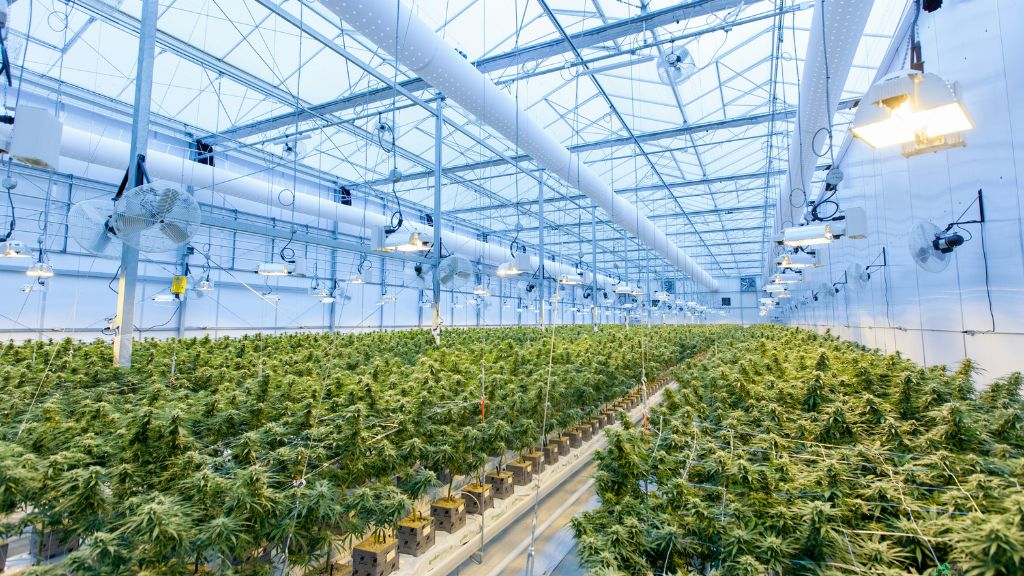 A bright and thriving cannabis cultivation facility illustrates the impact of optimal cannabis growing mediums and expert cannabis consultant guidance.