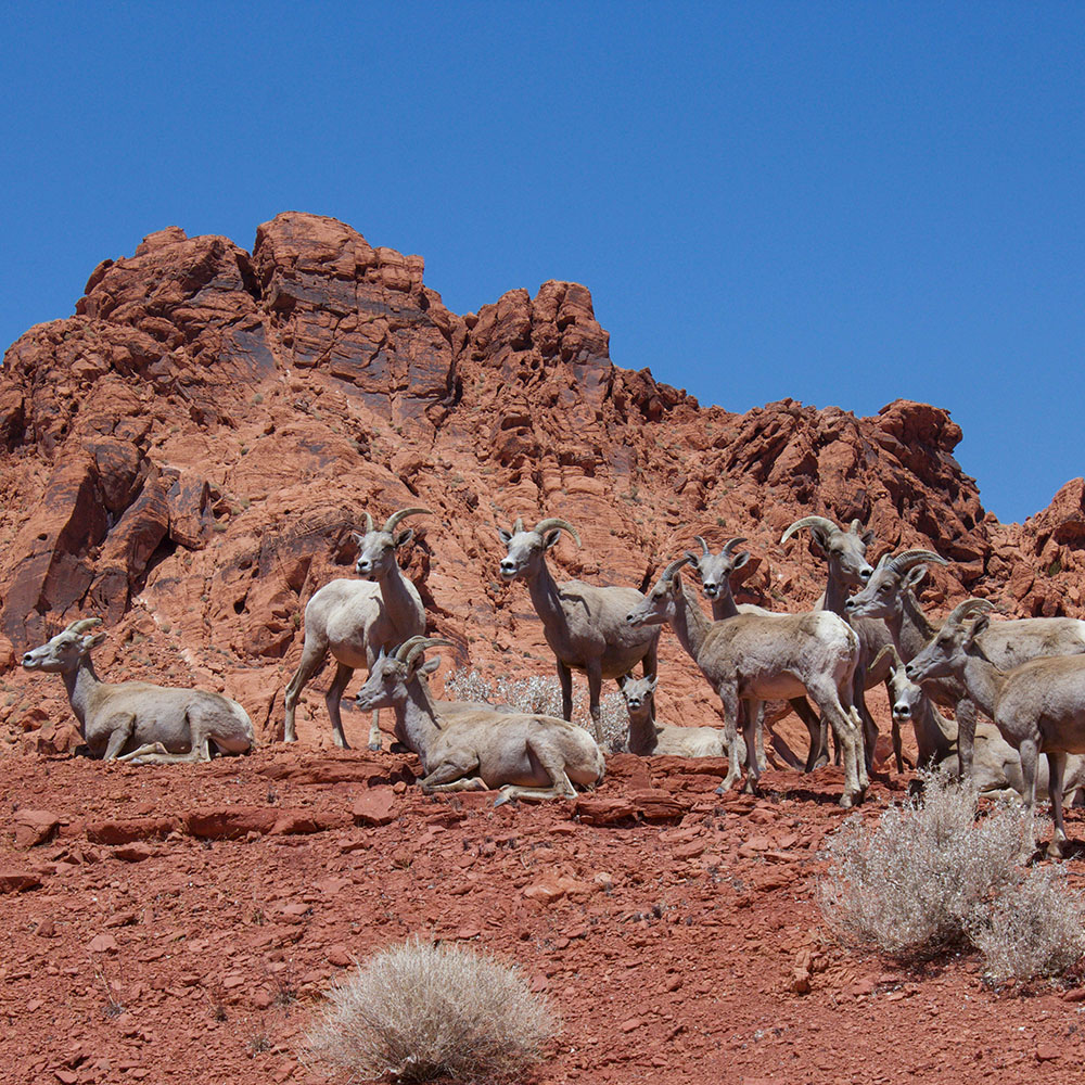 Goats grazing in Valley of Fire State Park, with stunning red rock formations in the background under a clear blue sky.