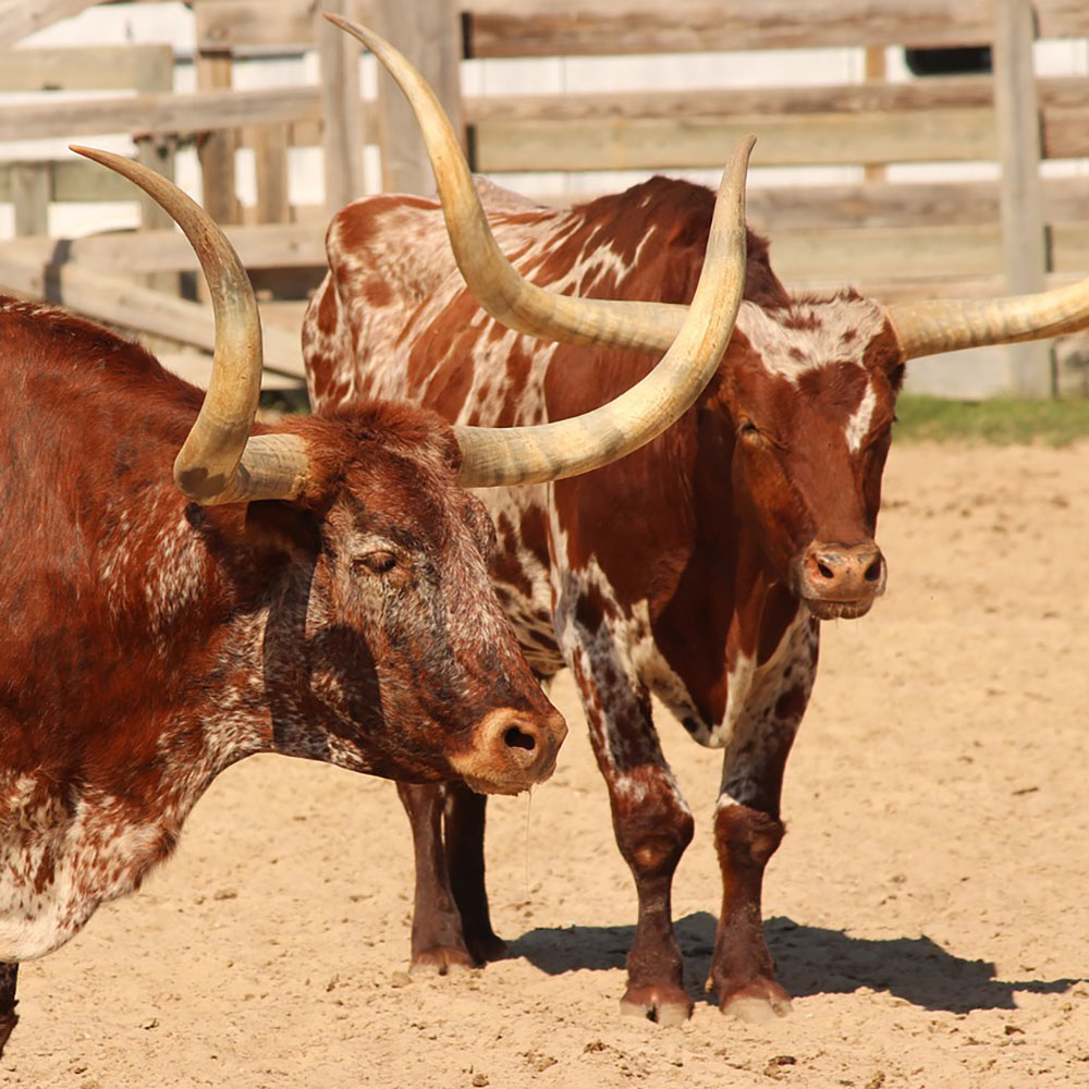 Close-up photo of two longhorn cattle, symbolizing strength and resilience, with a Texas backdrop.