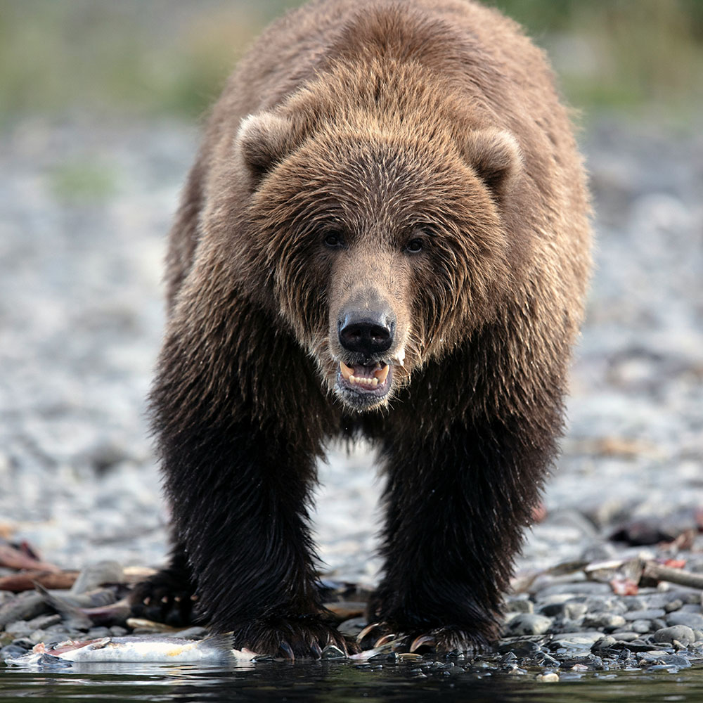 Alaska Cannabis Consulting: Brown bear splashing in water, showcasing the raw beauty of Alaska's wilderness.