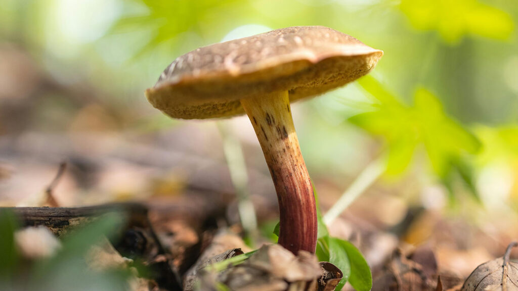 Colorado Psilocybin License Application guide featuring psilocybin mushrooms.