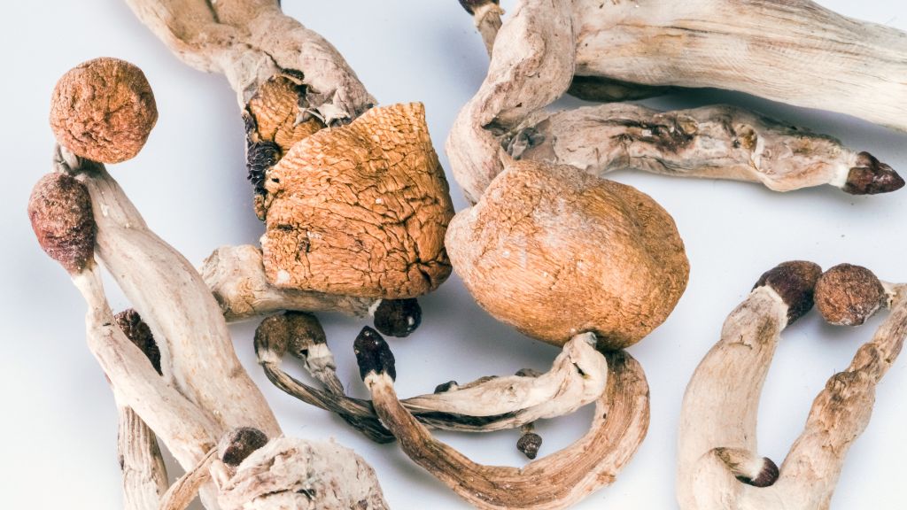 Oregon Psilocybin Facilitator License preparation supported by Oregon Psilocybin and Psilocybin Consultant expertise