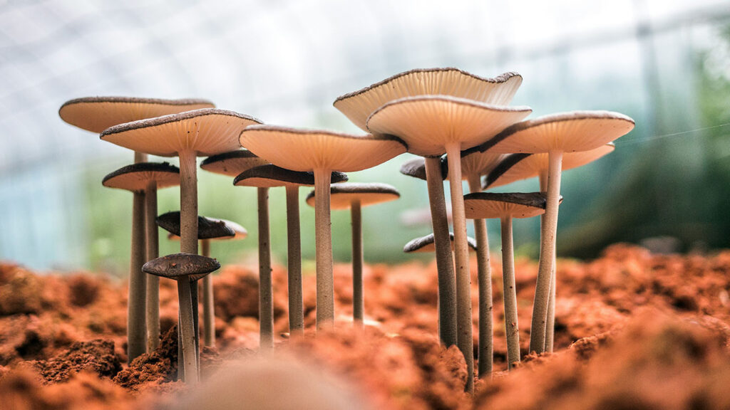 A cluster of psilocybin mushrooms growing in a facility under a regulated Psilocybin Manufacturer License.