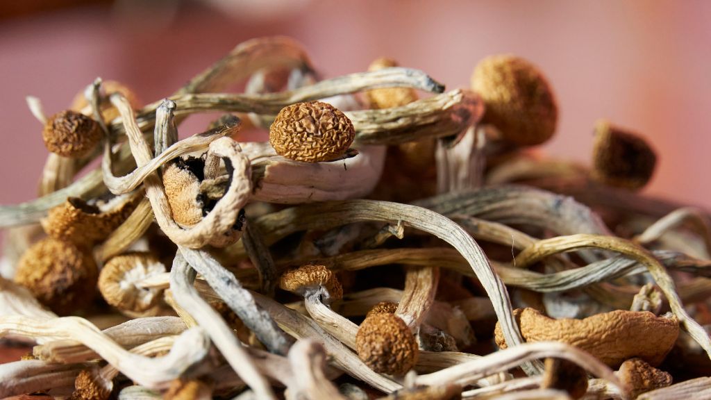 Psilocybin Service Center preparation with Oregon Service Center License expertise, Oregon Psilocybin guidance, and Psilocybin Consultant support