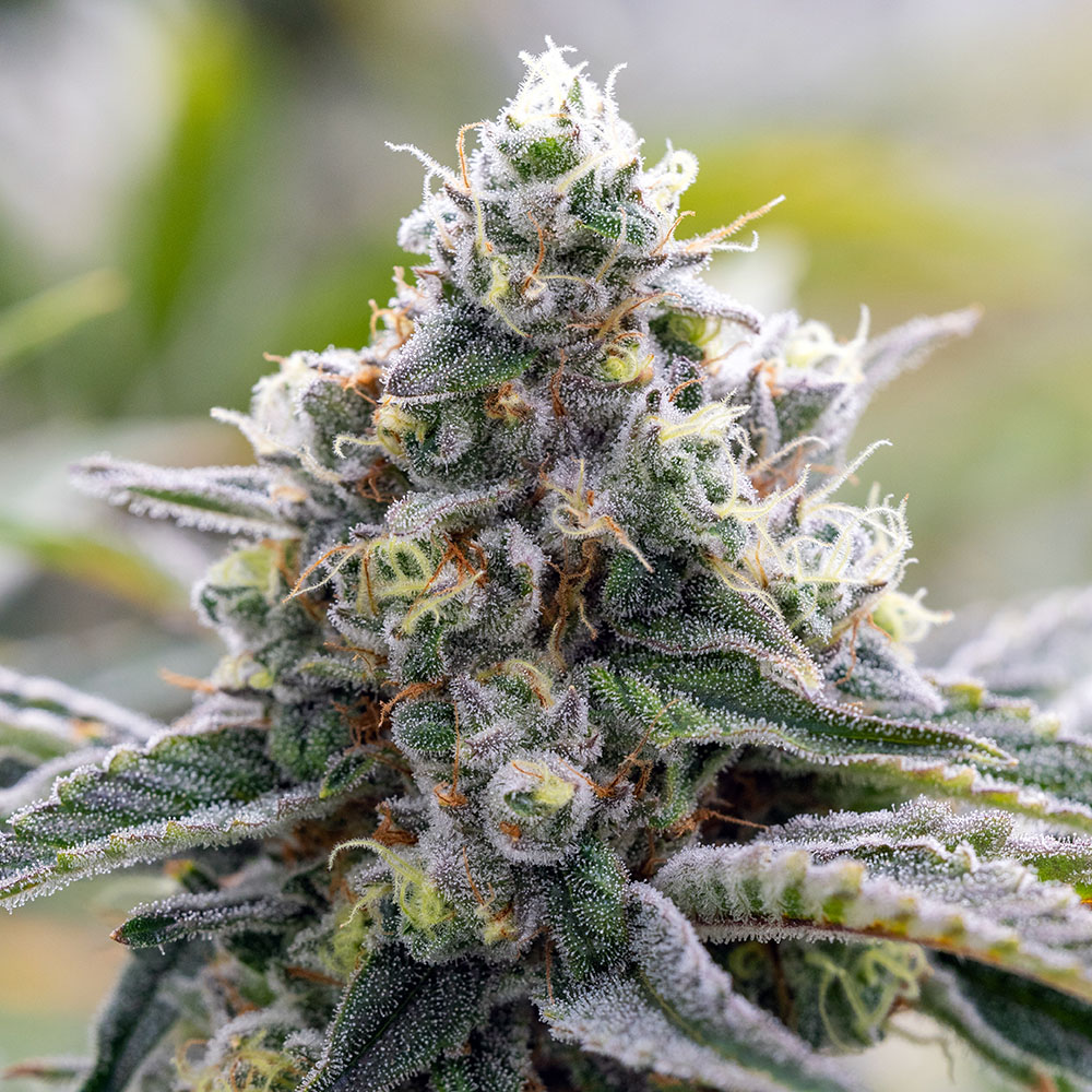 Minnesota Cannabis Consulting: Close-up view of a flowing cannabis bud highlighting premium cultivation quality.