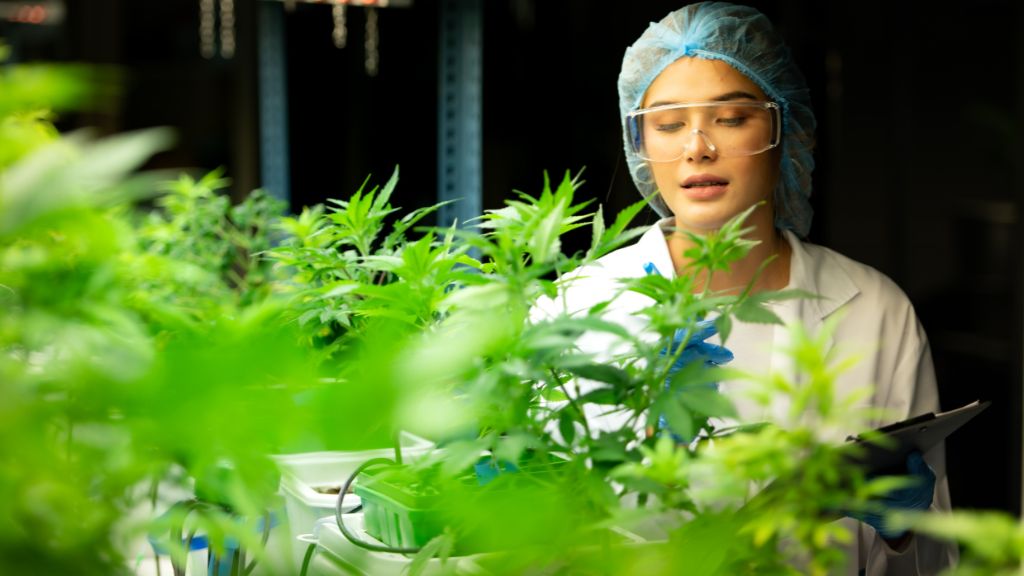 A medical cannabis cultivator inspects plants inside a Nebraska greenhouse, symbolizing the future of Nebraska cannabis, Nebraska hemp, and expert guidance from a Nebraska cannabis consultant.