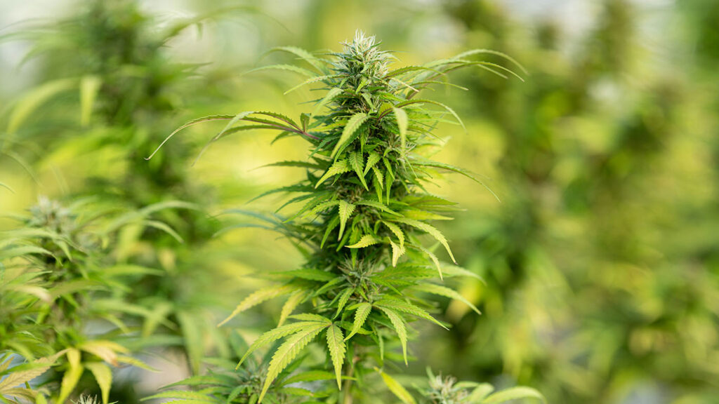 Nebraska Cannabis Application: Close-up view of vibrant cannabis flowers representing progress in the application process.