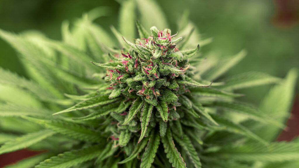 Close-up view of a cannabis flower with intricate trichomes, highlighting insights on New Jersey Cannabis Legalization and New Jersey Cannabis Laws.