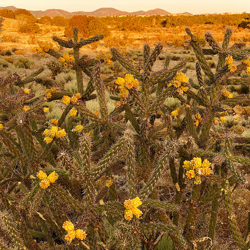 New Mexico Cannabis Consulting: Iconic desert cactuses thriving in the New Mexico landscape.