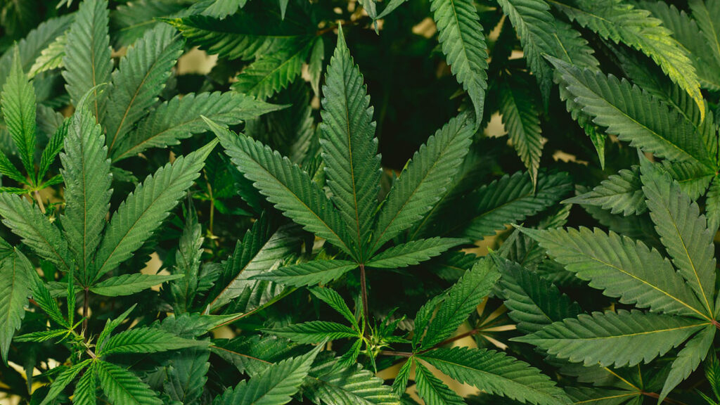 Close-up of vibrant cannabis leaves reflecting the transformative impact of New York’s Marijuana Regulation and Taxation Act (2021) on the cannabis industry.