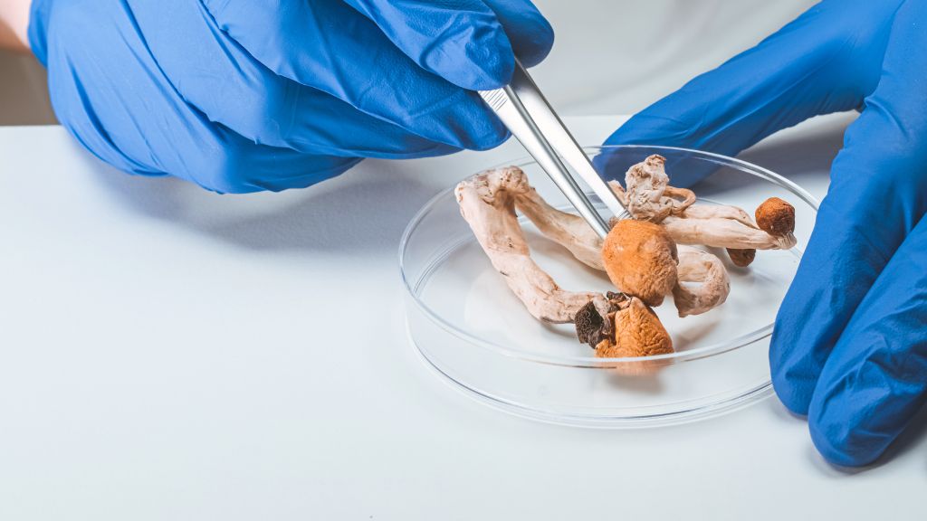 Psilocybin Laboratory License compliance at an Oregon Psilocybin laboratory with Psilocybin Consultant oversight