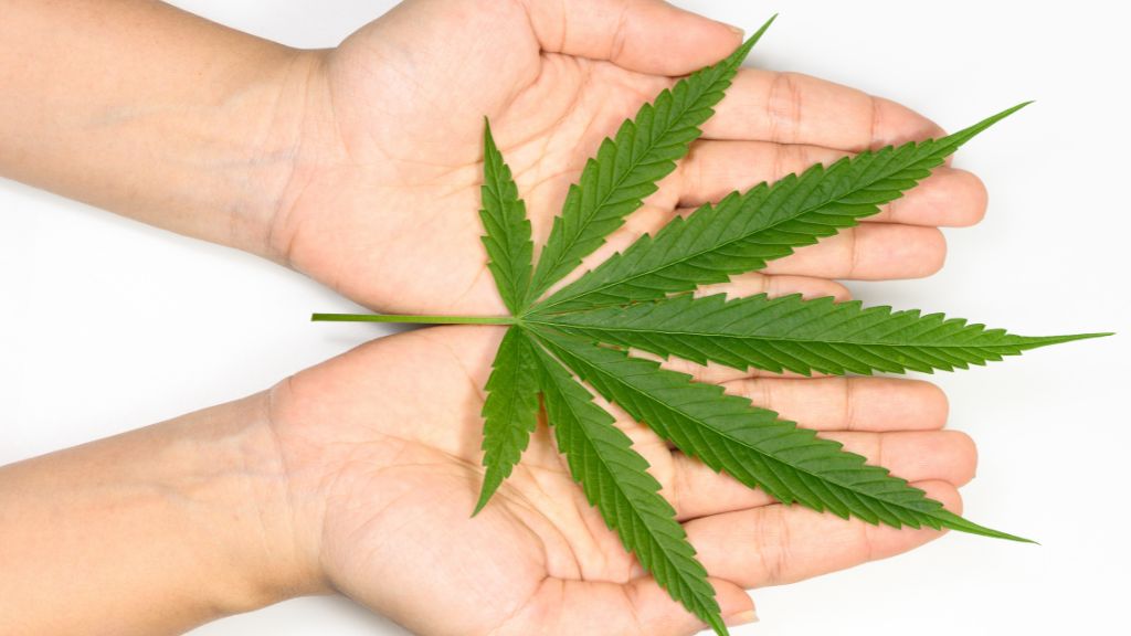 Hands gently cupping a cannabis leaf represent the care, opportunity, and empowerment behind Minnesota cannabis license access, especially through Minnesota social equity programs with guidance from a Minnesota cannabis consultant.
