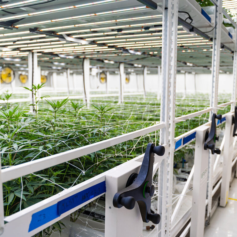 Top view of a dense cannabis canopy thriving in a vertical farming system.