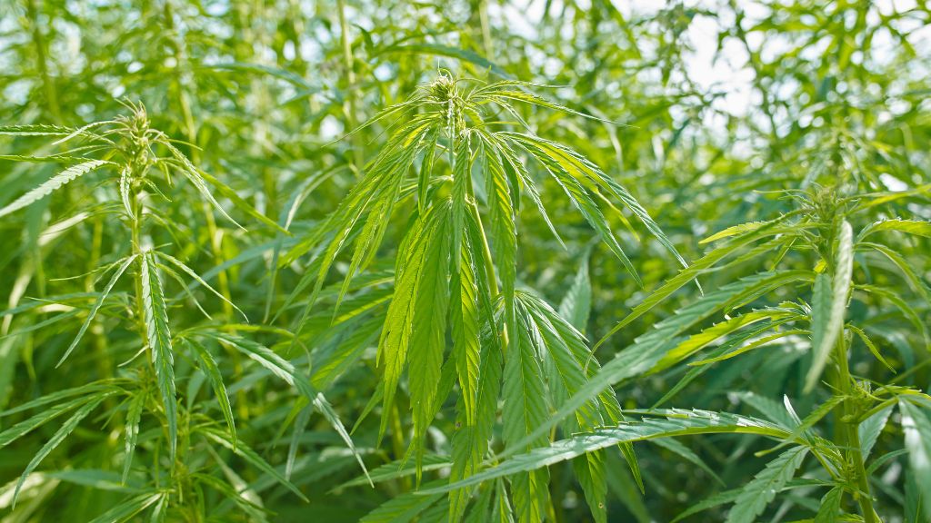 Hemp leaves blowing gently in the Kansas wind represent the future of Kansas cannabis and Kansas hemp reform efforts.