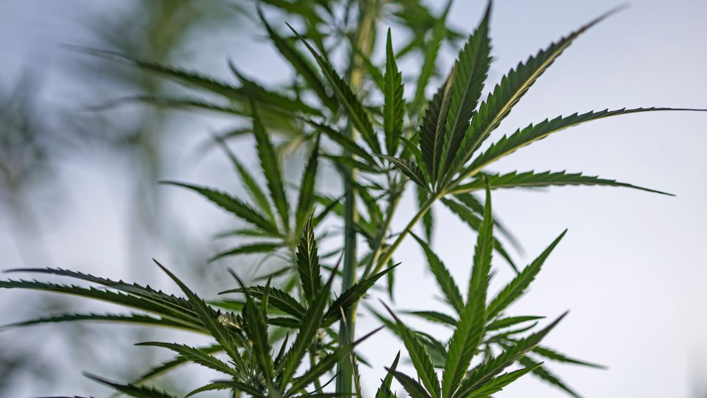  New Hampshire Cannabis, New Hampshire Hemp, Cannabis Consultant – Hemp leaves gently blowing in the wind, representing the evolving cannabis climate in New Hampshire.