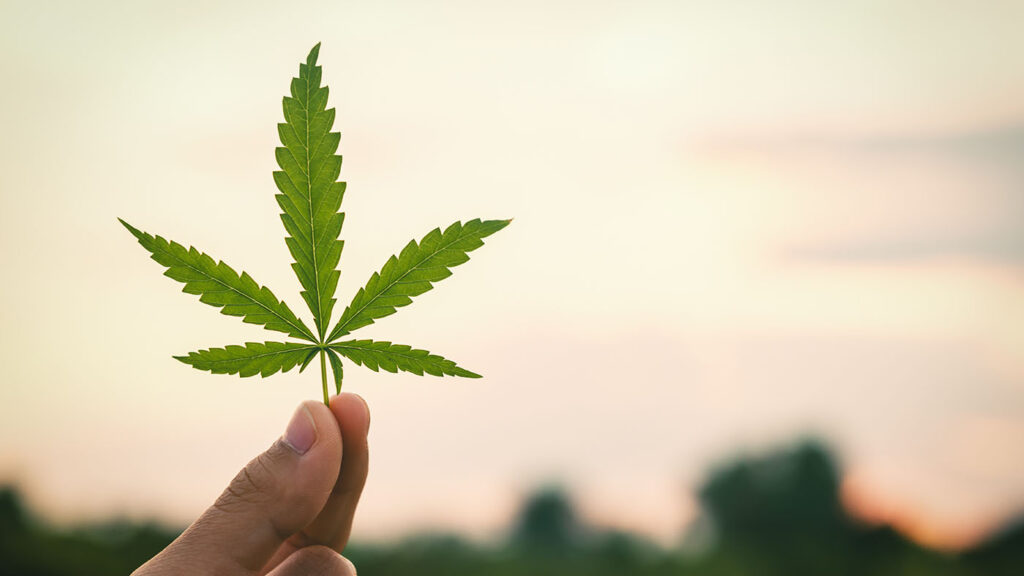 Close-up of vibrant green cannabis leaves, representing the ongoing efforts for Cannabis Legalization North Carolina 2025 amid legislative debates.