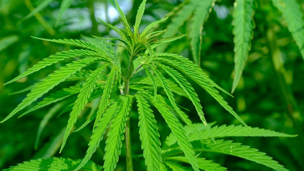 Hemp leaves rustling softly in the North Carolina breeze symbolize the emerging landscape of cannabis and hemp reform across the state.