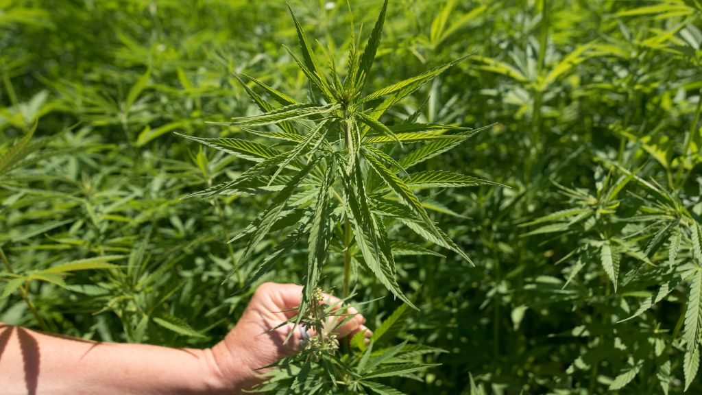 Pennsylvania Cannabis, Pennsylvania Hemp, Cannabis Consultant – A hemp farmer closely inspects healthy green hemp leaves in a sunlit Pennsylvania field, representing growth in a changing regulatory landscape.