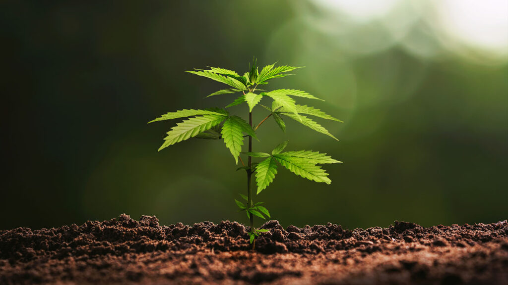 A young cannabis seedling emerging from the soil, symbolizing the growth of Cannabis Legalization South Carolina 2025 and medical reform efforts.