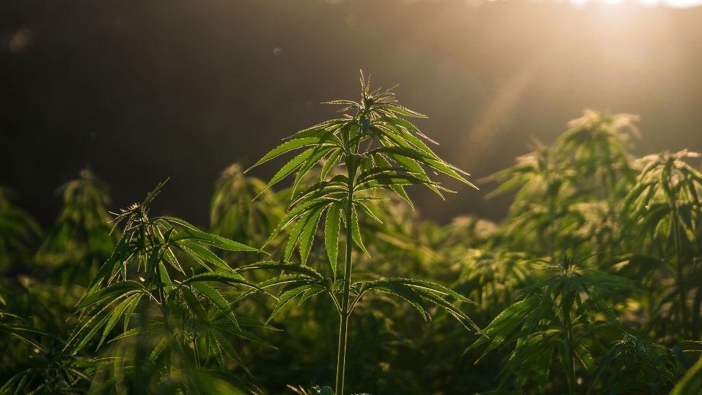 South Carolina Cannabis, South Carolina Hemp, Cannabis Consultant – A scenic view of a hemp field at dusk in South Carolina, symbolizing the potential for cannabis reform and agricultural opportunity.