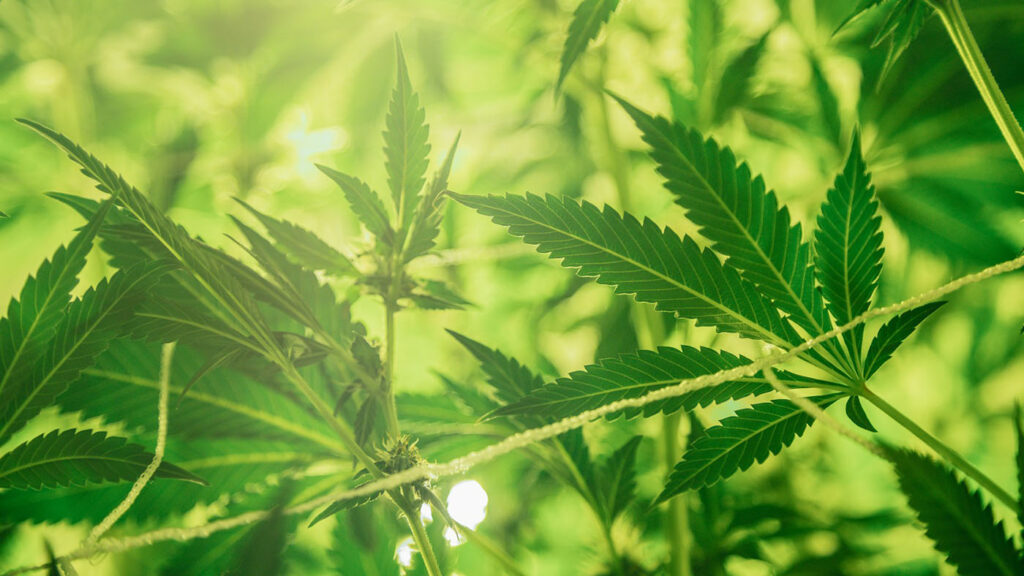 Close-up of vibrant green cannabis leaves, representing the ongoing efforts for Cannabis Legalization Wisconsin 2025 amid political challenges.