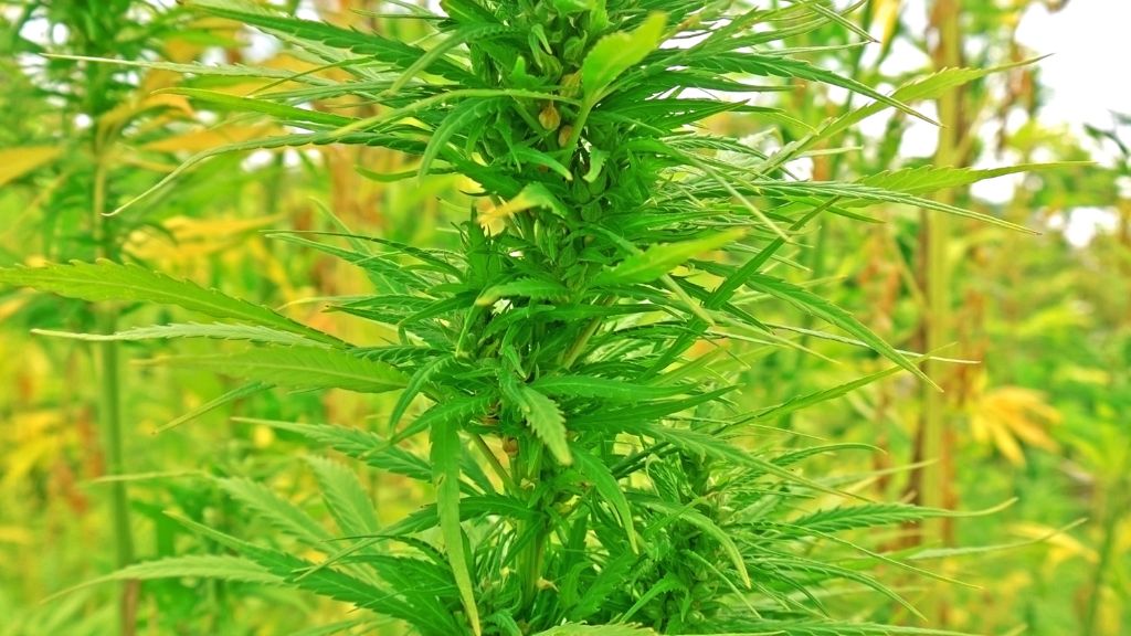 Hemp leaves waving in the Wisconsin wind highlight the ongoing efforts toward Wisconsin cannabis and Wisconsin hemp reform.