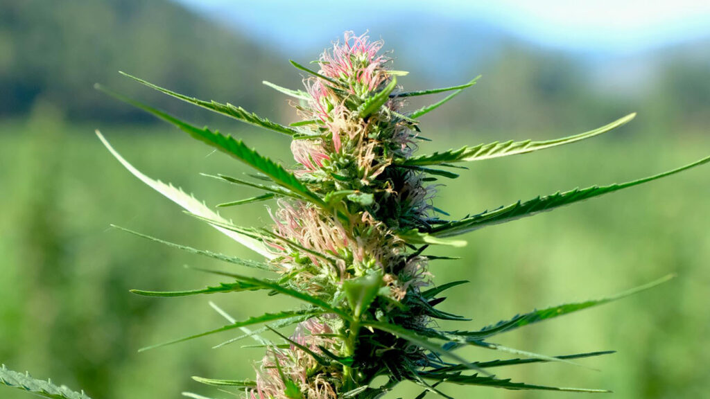 Close-up of cannabis flower, representing the ongoing push for Indiana cannabis legalization in 2025 despite legislative roadblocks.