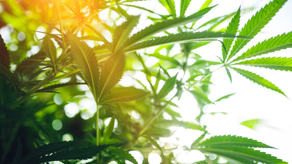 Close-up of hemp plants growing under the Indiana sun, representing Indiana Cannabis, Indiana Hemp, and ongoing Indiana Cannabis Legalization efforts.