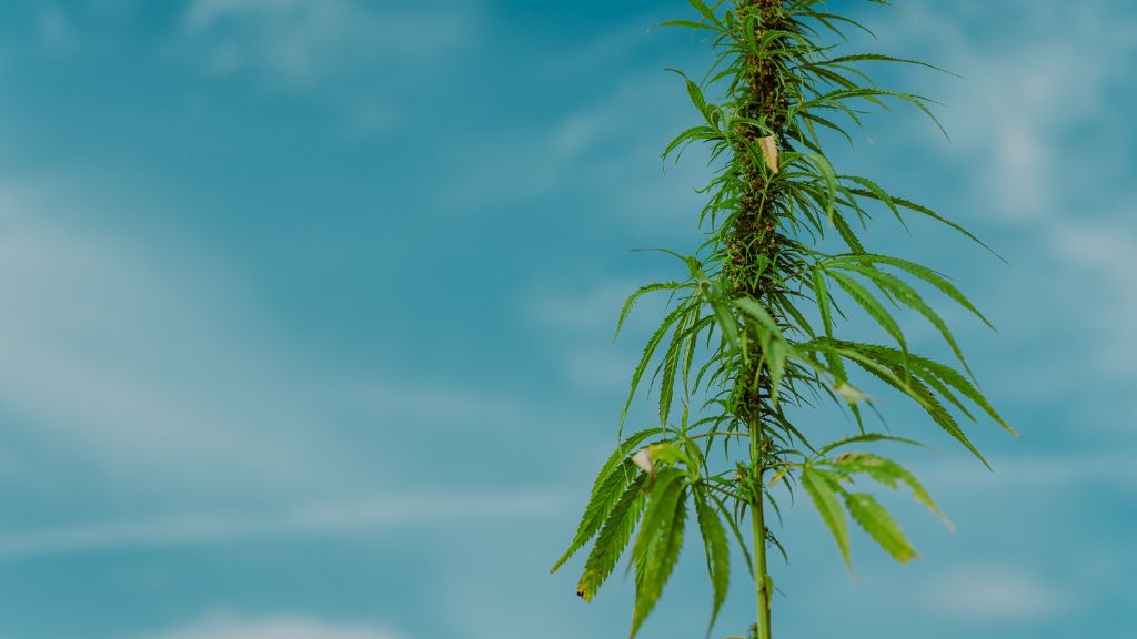 Close-up of Iowa hemp plants growing under the sun symbolizing Iowa Medical Cannabis and Iowa Hemp opportunities.