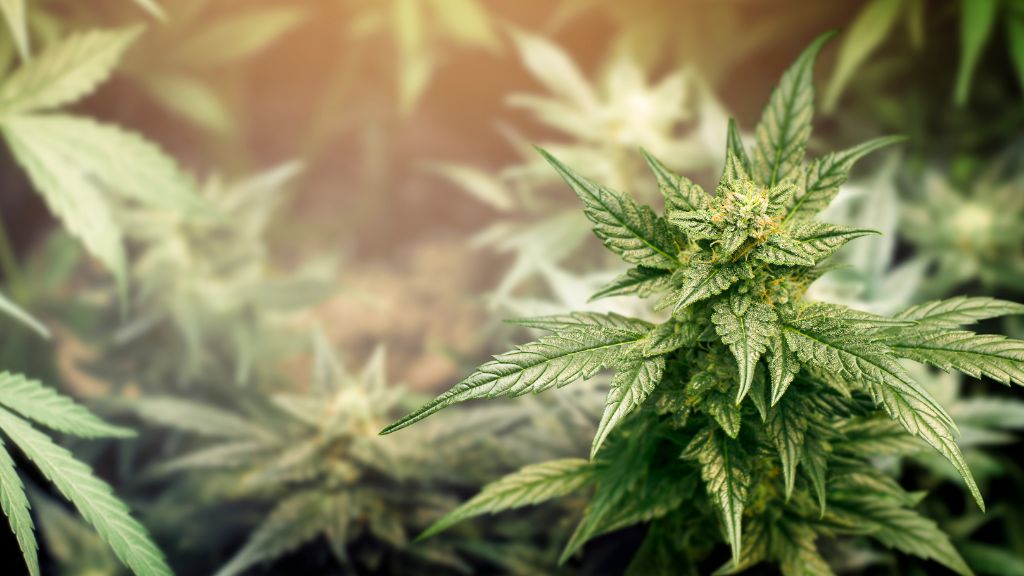 Minnesota Clean Slate cannabis reform with Minnesota cannabis flower and expert Cannabis Consulting