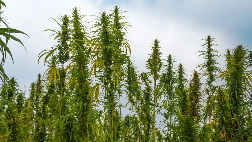 Tennessee Medical Cannabis and Tennessee Hemp farming with expert Cannabis Consulting