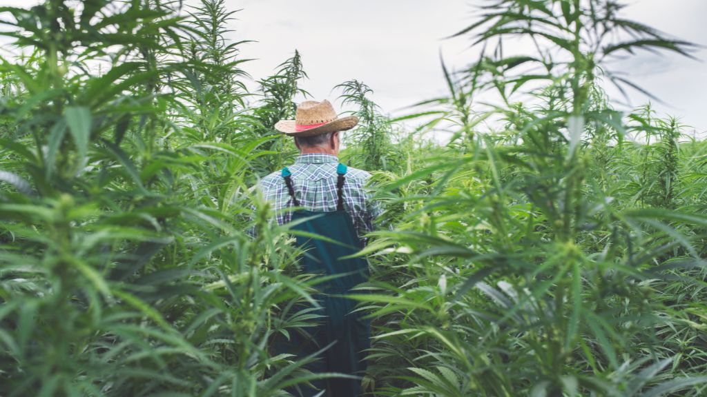  Texas Medical Marijuana, Texas Hemp, Cannabis Consultant – A hemp farmer walks through a sunlit field in Texas, highlighting agricultural opportunity amid evolving cannabis laws.