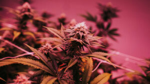 Close-up of a cannabis flower under indoor grow lights representing Cannabis Product Strategy, Cannabis Market Demand, Cannabis Unique Value Proposition, cannabis competition Analysis, and Cannabis Consulting.