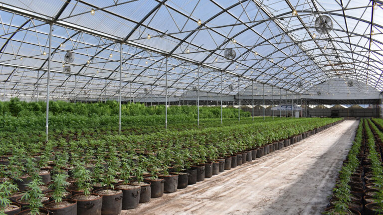 Indoor cannabis greenhouse with precision lighting and climate controls designed to maximize cannabis yields through data-driven cultivation strategies.